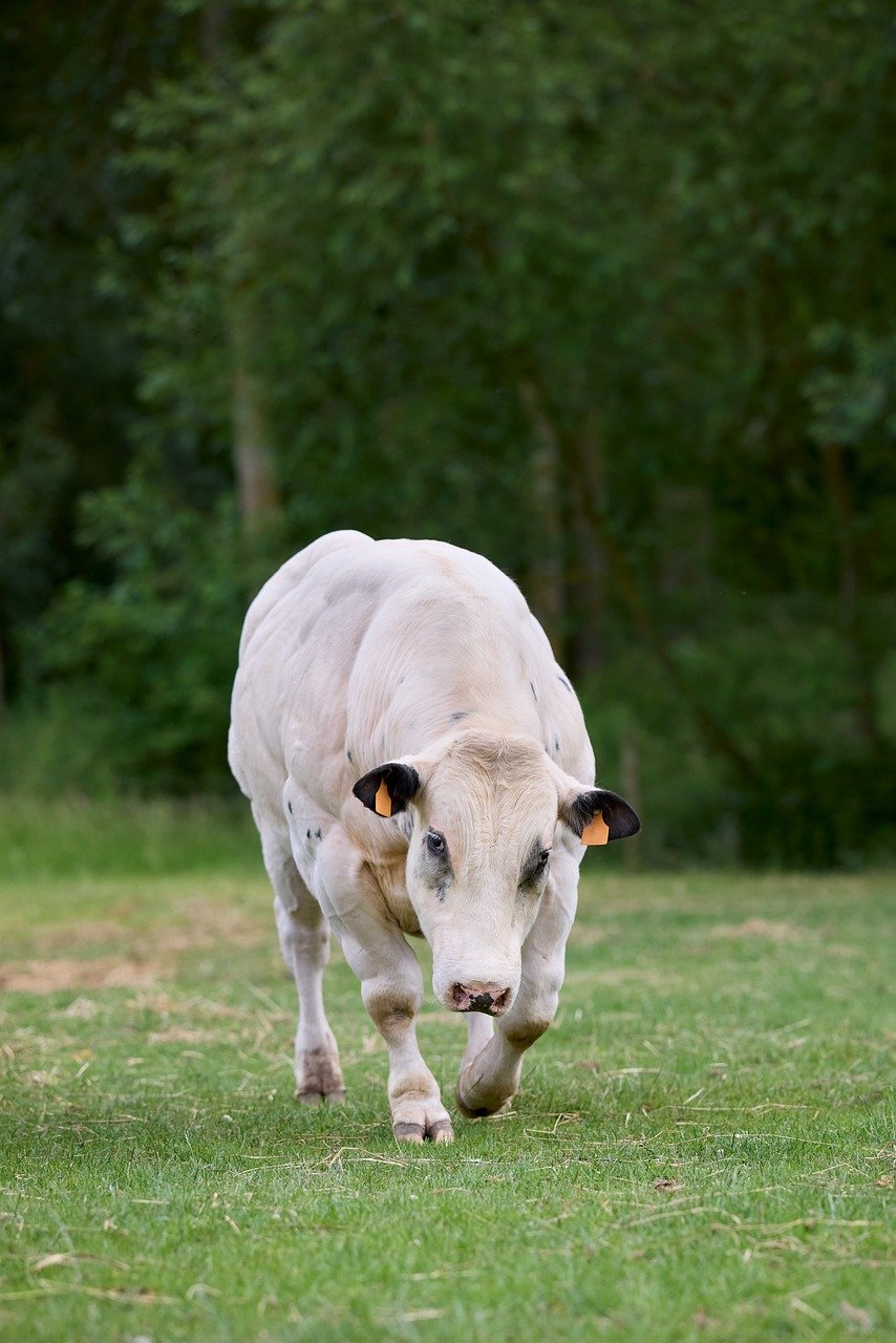 bull, cow, young, white, walk, meadow